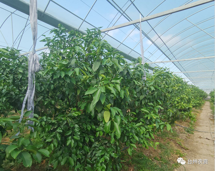 臺(tái)州農(nóng)資 臺(tái)州農(nóng)資