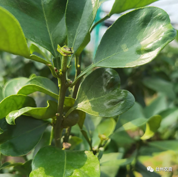 臺(tái)州農(nóng)資 臺(tái)州農(nóng)資